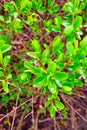 A young green branch of a bush or tree with drops of water after rain. Spring background. Royalty Free Stock Photo