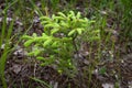 The young green branch of the fir tree in the summer forest. Royalty Free Stock Photo