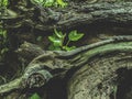 Young green branch grows on an old wooden stump,  log Royalty Free Stock Photo