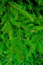 A young green branch spruce in the woods, background Royalty Free Stock Photo
