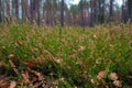 Young green branches of juniper in the autumn forest Royalty Free Stock Photo