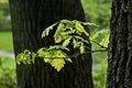 Young green branches of an oak tree or Quercus growing from an old trunk in a park Royalty Free Stock Photo