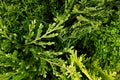Young green branches thuya and junipers macro top view background. Royalty Free Stock Photo