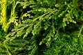 Young green branches thuya and junipers macro top view background. Royalty Free Stock Photo