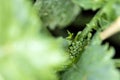 Young green broccoli seedling ripening in a garden