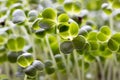 Young green broccoli sprouts, five days old Royalty Free Stock Photo