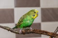 A young green budgie sits on a branch in an apartment