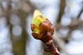 Young green buds on a brown branch in early spring close-up on a blurred background