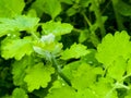 Young green buds of celandine in spring. The Latin name of the plant is Chelidonium L. The concept of traditional medicine Royalty Free Stock Photo