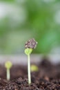 Young green buds grow in the soil in spring