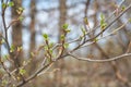 Young green buds and leaves blossoming on the branches of a tree.