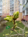 Young green buds macro on a blurred background in spring Royalty Free Stock Photo