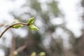 Young green buds on tree branches in spring closeup