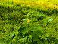 Young green buds and yellow flowers of celandine in spring. The Latin name of the plant is Chelidonium L. The concept of Royalty Free Stock Photo