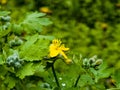 Young green buds and yellow flowers of celandine in spring. The Latin name of the plant is Chelidonium L. The concept of Royalty Free Stock Photo