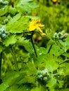 Young green buds and yellow flowers of celandine in spring. The Latin name of the plant is Chelidonium L. The concept of Royalty Free Stock Photo