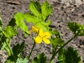 Young green buds and yellow flowers of celandine in spring. The Latin name of the plant is Chelidonium L. The concept of Royalty Free Stock Photo