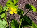 Young green buds and yellow flowers of celandine in spring. The Latin name of the plant is Chelidonium L. The concept of Royalty Free Stock Photo