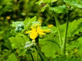 Young green buds and yellow flowers of celandine in spring. The Latin name of the plant is Chelidonium L. The concept of Royalty Free Stock Photo