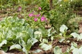 Young green cabbages growing in the garden Royalty Free Stock Photo