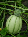 Young green cantaloupe growing