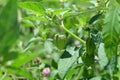 Young, Green cape goosebery on the tree in organic farm at Chiangmai, Thailand.