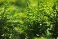 Young green carrot leaves texture. Agriculture background with green carrot leaves. Young carrot plant sprouting out of Royalty Free Stock Photo