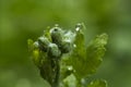 Young green celandine buds are covered with dew drops in the morning. Concept of folk medicine