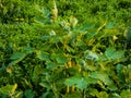 Young green celandine buds are covered with dew drops in the morning. The Latin name of the plant is Chelidonium L. The concept of Royalty Free Stock Photo