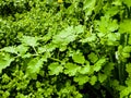 Young green celandine buds are covered with dew drops in the morning. The Latin name of the plant is Chelidonium L. The concept of Royalty Free Stock Photo