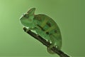 Young green chameleon on the twig Royalty Free Stock Photo