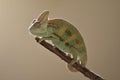 Young green chameleon on the twig Royalty Free Stock Photo