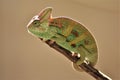 Young green chameleon on the twig Royalty Free Stock Photo