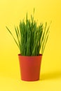 Young green Christmas wheat in a red and pot on yellow background.