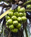 Young green coconut Royalty Free Stock Photo