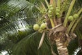 Young green coconut fruit on coconut tree. Royalty Free Stock Photo