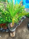 young green coconut tree planted in a pot Royalty Free Stock Photo