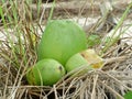 Young green coconuts Cocos nucifera in a grass nest