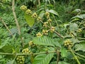 Young green coffee beans thrive in mountainous areas of tropical climate