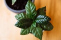 A young green coffee tree plant in a pot. Royalty Free Stock Photo