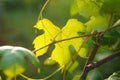 Young green common grape vine leaves close up in the garden.  grapevine plant, Spring floral background Royalty Free Stock Photo