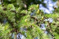 Young green cones on branches larch with needles in park in sun rays, selective focus Royalty Free Stock Photo