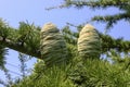 Young green cones of Cedrus libani, the cedar of Lebanon or Lebanese cedar