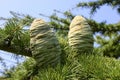 Young green cones of Cedrus libani, the cedar of Lebanon or Lebanese cedar