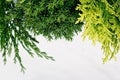Young green conifer branches close up with blur on white background. Royalty Free Stock Photo