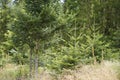 Young green conifers as a reforestation in the woods Royalty Free Stock Photo