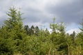 Young green conifers as a reforestation in the woods Royalty Free Stock Photo