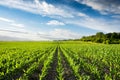 Young green corn on the agricultural field