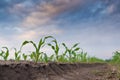 Young green corn in agricultural field Royalty Free Stock Photo