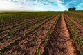 Young green corn crop plantation in late afternoon